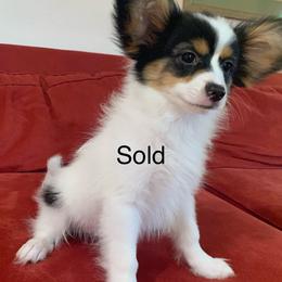 Romeo - White black and tan male Papillon puppy in Lake Wales, Florida from Juli