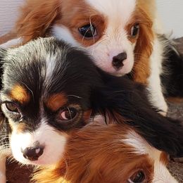Cavalier King Charles Spaniels from Euclyptus Estates