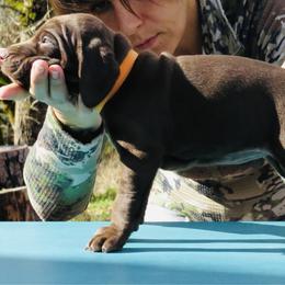 Beth - Liver female German Shorthaired Pointer puppy in Redding, California from Macushla Kennel