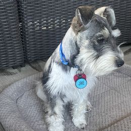 Jake - Miniature Schnauzer