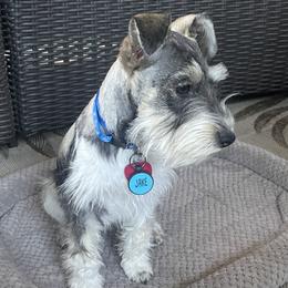 Jake - Miniature Schnauzer
