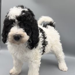 Bordoodle and Goldendoodle Puppies from Veterans Doodles