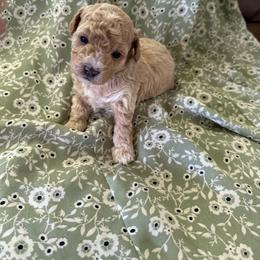 Alexandra 1 - Apricot female Maltipoo puppy in Weeki Wachee, Florida from Dreamspoodleandmaltese
