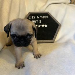 Boy 2 - Fawn male Pug puppy in Norborne, Missouri from Pug Palace