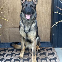 Garmr - Sable male German Shepherd puppy in Medical Lake, Washington from Nine Realms German Shepherds