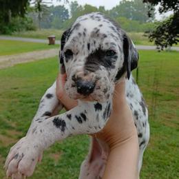 Sparky - Harlequin male Great Dane puppy in Marshall, Michigan from Dream K9