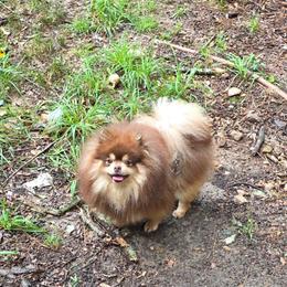 Reese - Pomeranian