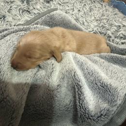 John - Red male Dachshund puppy in Palo Cedro, California from RK Doxies