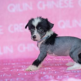 Popper - Black and white female Chinese Crested puppy in Kentucky from Qilin Chinese Crested