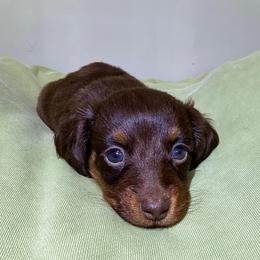 Sophia- 2900 - Chocolate and tan female Dachshund puppy in Arab, Alabama from Cantrell’s Dachshund Den
