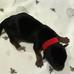 Red - Black and tan male Yorkshire Terrier puppy in North Las Vegas, Nevada from KD's Yorkshire Terriers