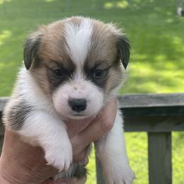 Lime Collar - Sable male Pembroke Welsh Corgi puppy in Nevada, Iowa from Rogers AKC Corgis of Iowa.