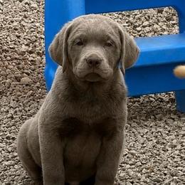 Tide - Silver male Dilute Retriever puppy in Baldwin City, Kansas from Hedge Lane Labradors