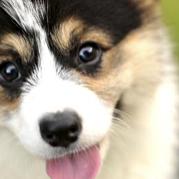 Pembroke Welsh Corgis from Hill Country Corgis