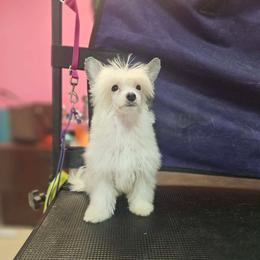Eros - White and black male Chinese Crested puppy in San Antonio, Texas from Sugar's Royal Cresteds