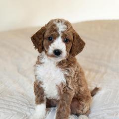 Tux - Red  male Goldendoodle puppy in Sallisaw, Oklahoma from Huddle Puppies