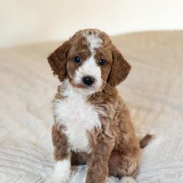 Tux - Red  male Goldendoodle puppy in Sallisaw, Oklahoma from Huddle Puppies