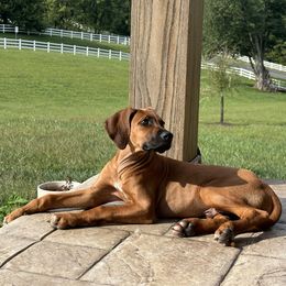 Rhodesian Ridgeback All Grown Up from Chicora Rhodesian Ridgebacks