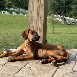 Rhodesian Ridgeback All Grown Up from Chicora Rhodesian Ridgebacks