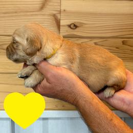 Clara (Yellow) - Golden female Golden Retriever puppy in Cadillac, Michigan from K & M Golden Retrievers