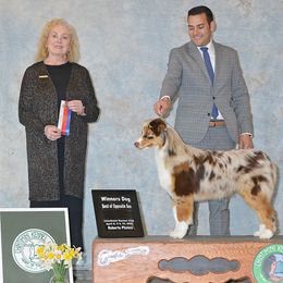 Australian Shepherd Puppies from Dirty Laundry Australian Shepherds