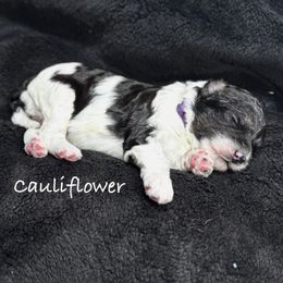 Cauliflower - White and black female Bordoodle puppy in Mancos, Colorado from Mesa View Puppies