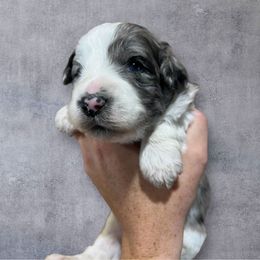 Bluey - Blue merle male Aussiedoodle puppy in Clarkston, Washington from Aussiedoodle palace