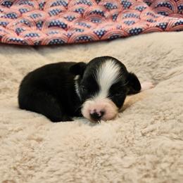 Roxie - Blue tri female Toy Australian Shepherd puppy in Snowflake, Arizona from Halfpint Aussies