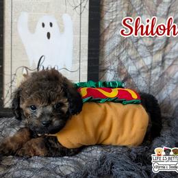 Goldendoodle and Shihpoo Puppies from Bellady's Shihpoos