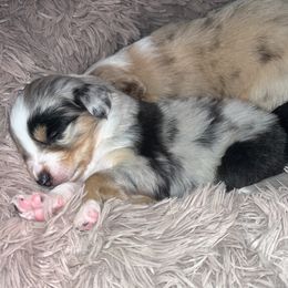 Australian Shepherd Puppies from Southern Sky Aussies