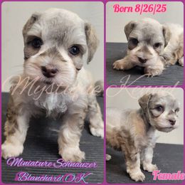 PENDING: Mabel's Sable - Liver female Miniature Schnauzer puppy in Blanchard, Oklahoma from Mystique Kennel
