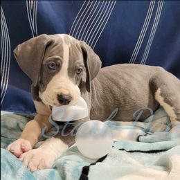 Jaskier - Mantle Great Dane puppy in Spring, Texas from Stark Danes