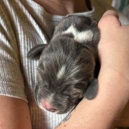 Girl 1 blue - Blue and white female Basset Hound puppy in Knoxville, Tennessee from Well Hounded Bassets
