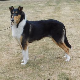Collie All Grown Up from Candace Ardizzone's Collies