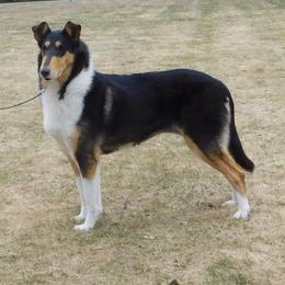 Collie All Grown Up from Candace Ardizzone's Collies