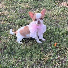 Rani - Chocolate and white female Chihuahua puppy in Gloucester, Virginia from Charlotte's Web of Chihuahuas