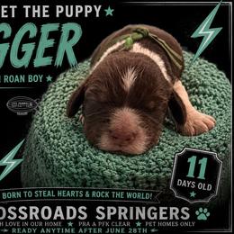 Jagger - Tri-Roan male English Springer Spaniel puppy in Cookeville, Tennessee from Krossroads Kennel