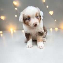 Opal Cardamone - Red merle female Australian Shepherd puppy in Statesville, North Carolina from Charming Australian Shepherds