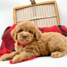 Cavapoo puppies from Dyer Lake Newfoundland’s