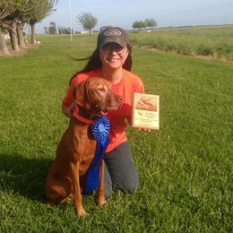 Vizsla All Grown Up from Vizslas