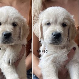 Golden Retriever Puppies from Blue water Goldens
