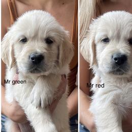 Golden Retriever Puppies from Blue water Goldens