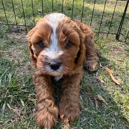 Jelly - Red female Cavapoo puppy in Acworth, Georgia from Cumberland Cavaliers