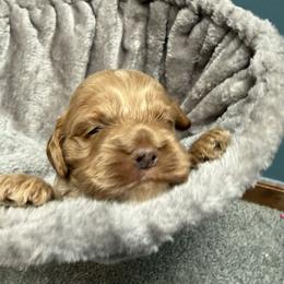 Sven - Red roan male Cockapoo puppy in Williamston, South Carolina from Sassy Bob’s Dogs