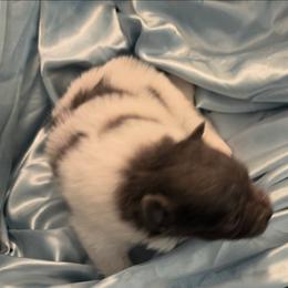 Stormy - Blue parti female Pomeranian puppy in Gun Barrel City, Texas from Petite Poms