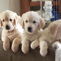 Golden Retriever Puppies from Garden Creek Goldens