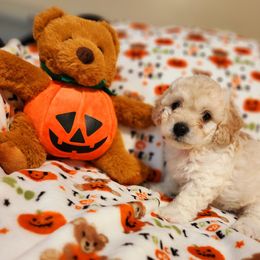 Maltipoo Puppies from Awwws-n-Pawws