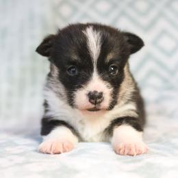 Rain - Black and tan female Pembroke Welsh Corgi puppy in Plains, Montana from Diamond Corgis