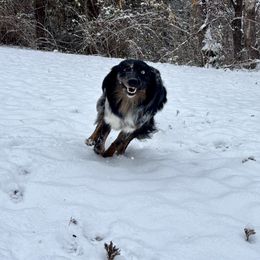 Eden - Australian Shepherd