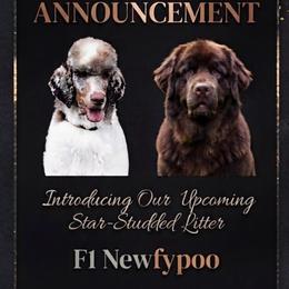 Newfypoo puppies from Bluegrass River Newfoundlands